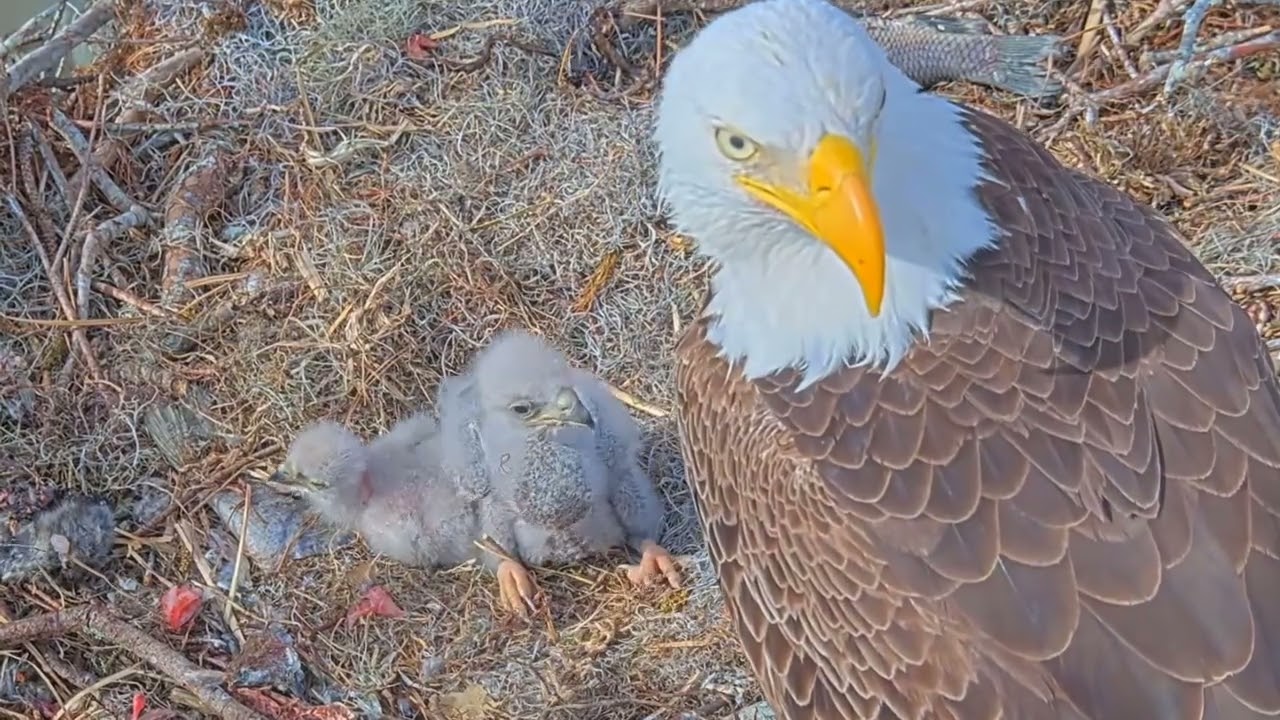 #baldeagle S03#P31 Review birds in nest with nature #birdslovers #birdsounds #birdsnest