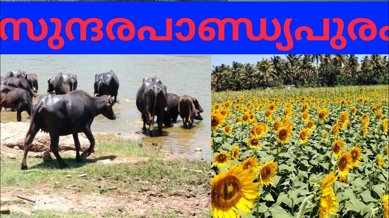 Sundarapandiyapuram കർഷക ഗ്രാമം #tenkasi #sundarapandiapuram #sunflower #bijumachanvlogs