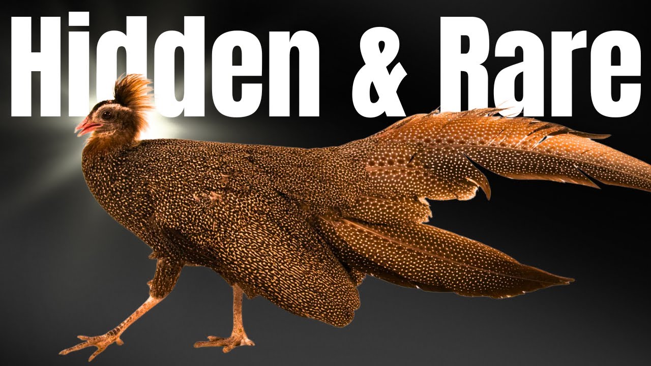 Birds of Vietnam – 15 Mysterious Species the World Forgot