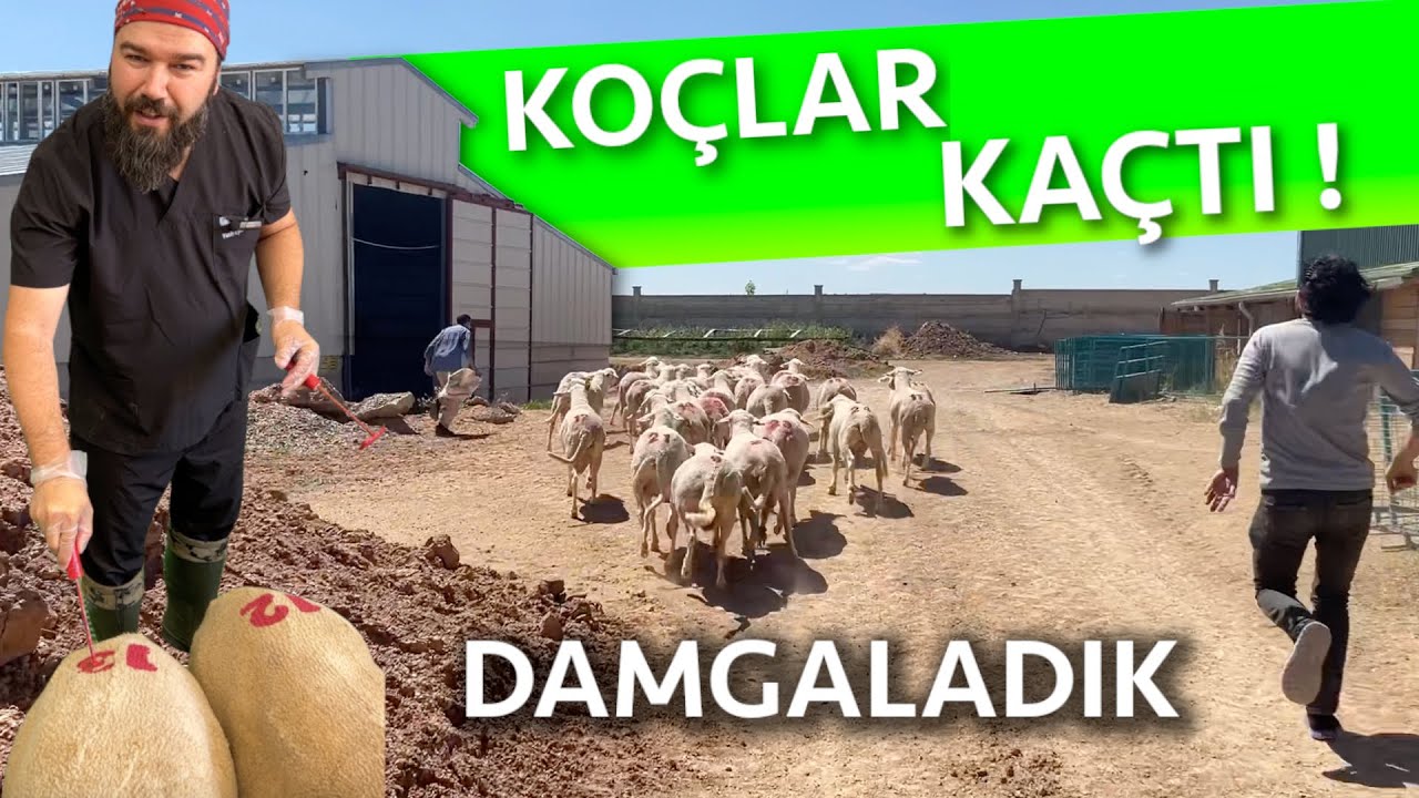 KOÇ KATIMI YAPTIK ⎮ DEV ÇİFTLİKTE YOĞUN BİR GÜN