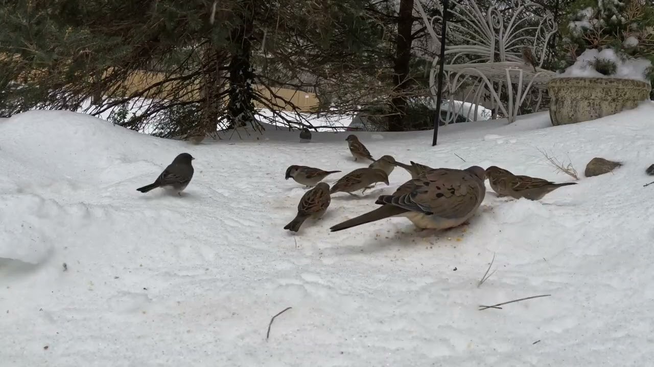 Birds in the Snow part 3