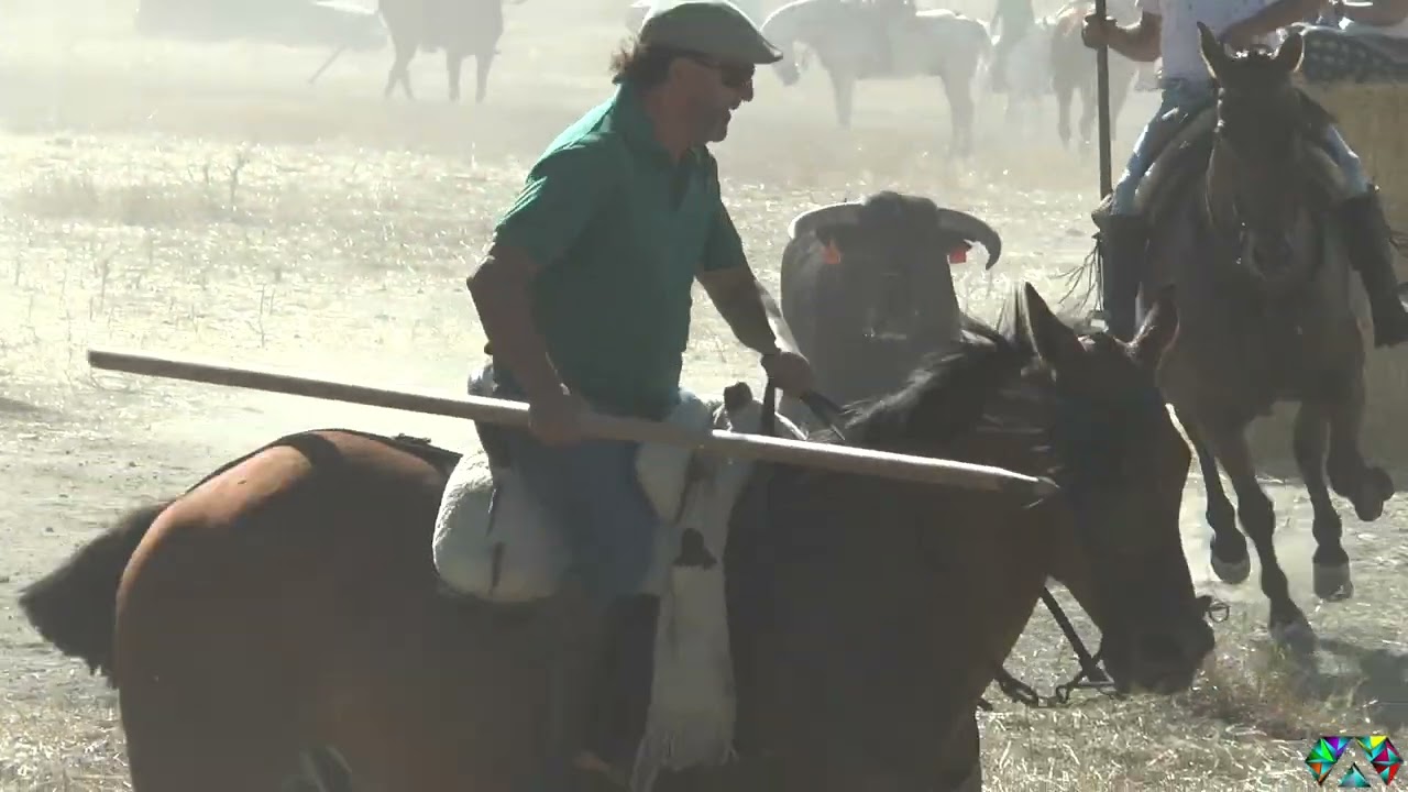 ESPECTACULAR ENCIERRO A CABALLO EN MACOTERA