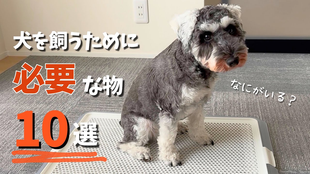 【おすすめ10選】犬のお迎え準備！必要なグッズを紹介
