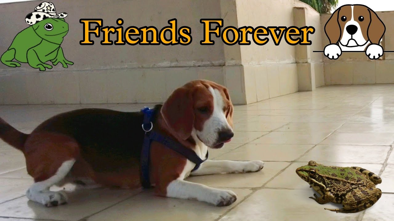 My Dog Meets His New Friend | Funny Beagle