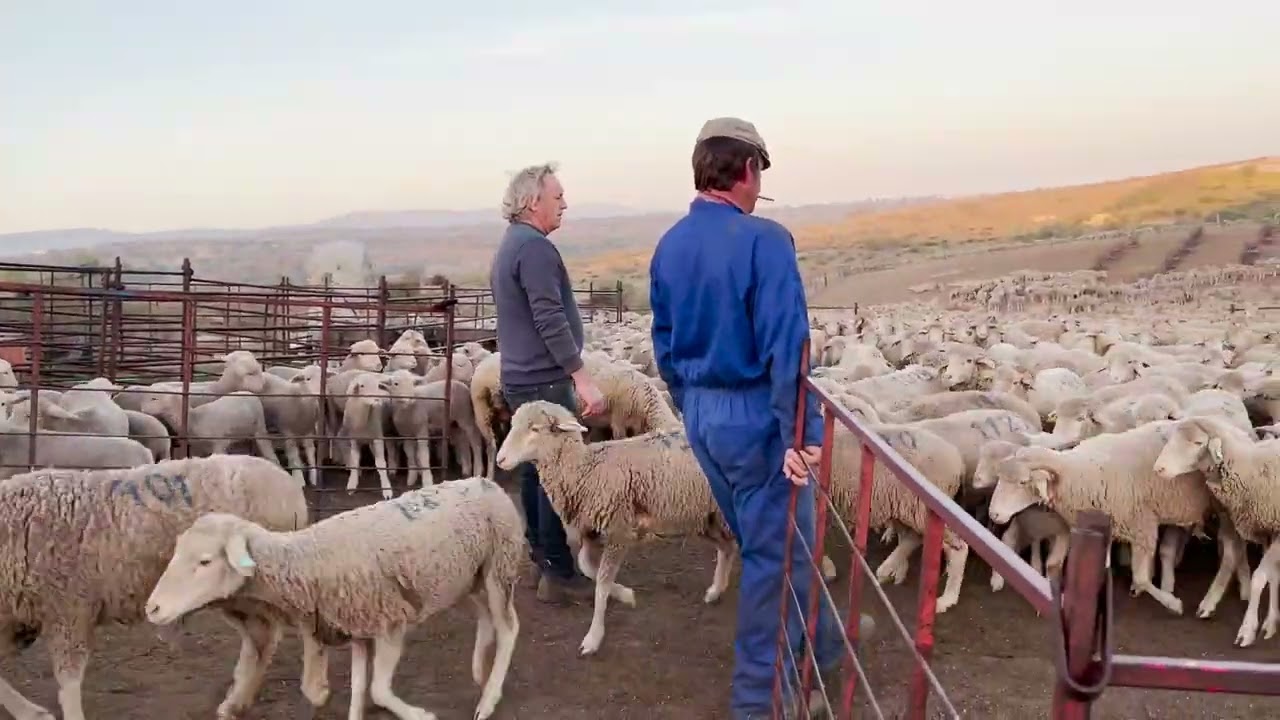 El Destete de los Corderos Merinos 🍼🐏