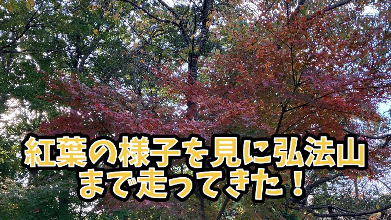 20251115  紅葉の様子を見に弘法山まで走ってきた！