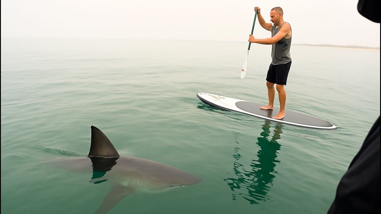 6 Encuentros Con Tiburones Blancos Que Te Atormentaran