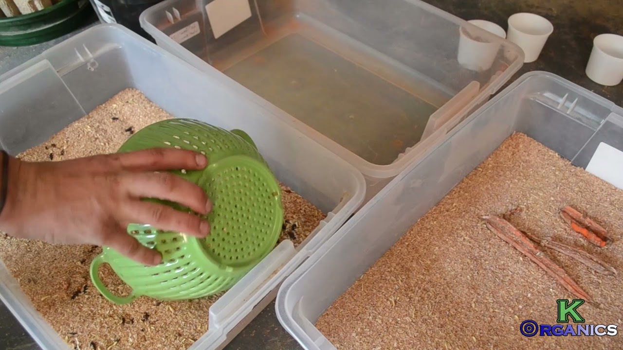 How to Produce Frass | 15-20 Pounds a Week | Low TECH Tutorial