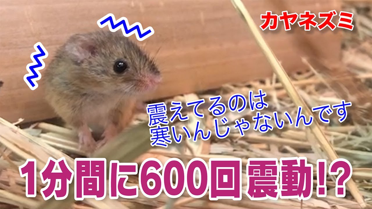 カヤネズミ 高速震動の秘密！