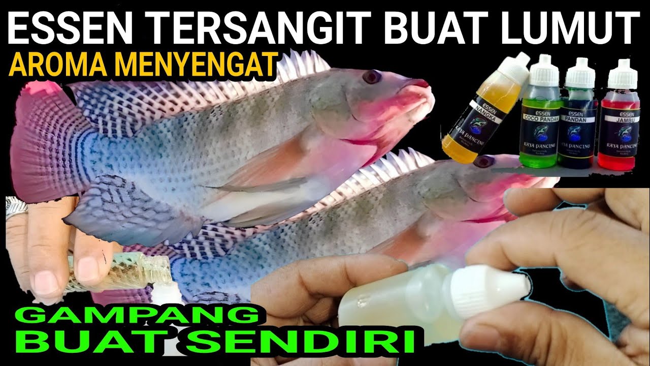 MENYENGAT ... ESSEN nila paling sangit, Membuat Essen campuran lumut, Essen mancing Nila