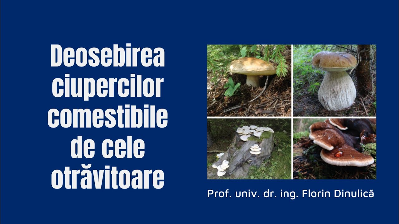 Deosebirea ciupercilor comestibile de cele otrăvitoare