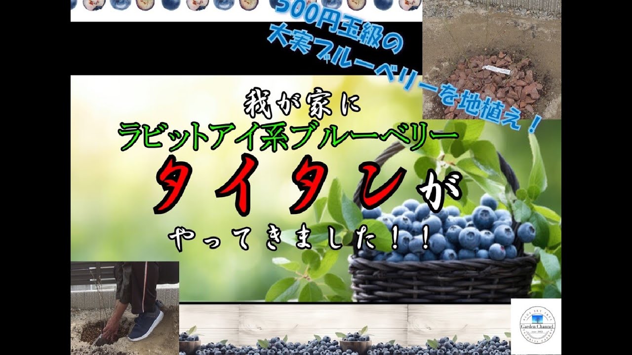 【素人が挑戦！】お庭にブルーベリー　タイタンを栽培　〜地植え編〜【ラビットアイ系最大大実】