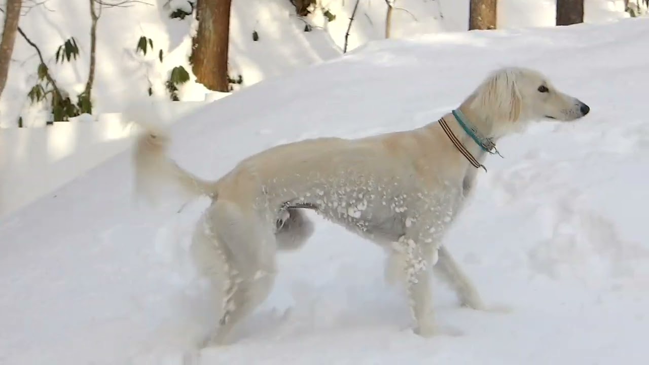 新雪のＲＢＣで粉雪まみれ❄🐾（Saluki）