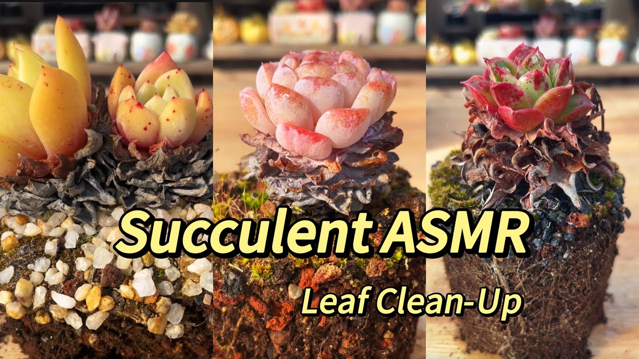 Succulent ASMR | Leaf Clean-Up | Satisfying Sounds