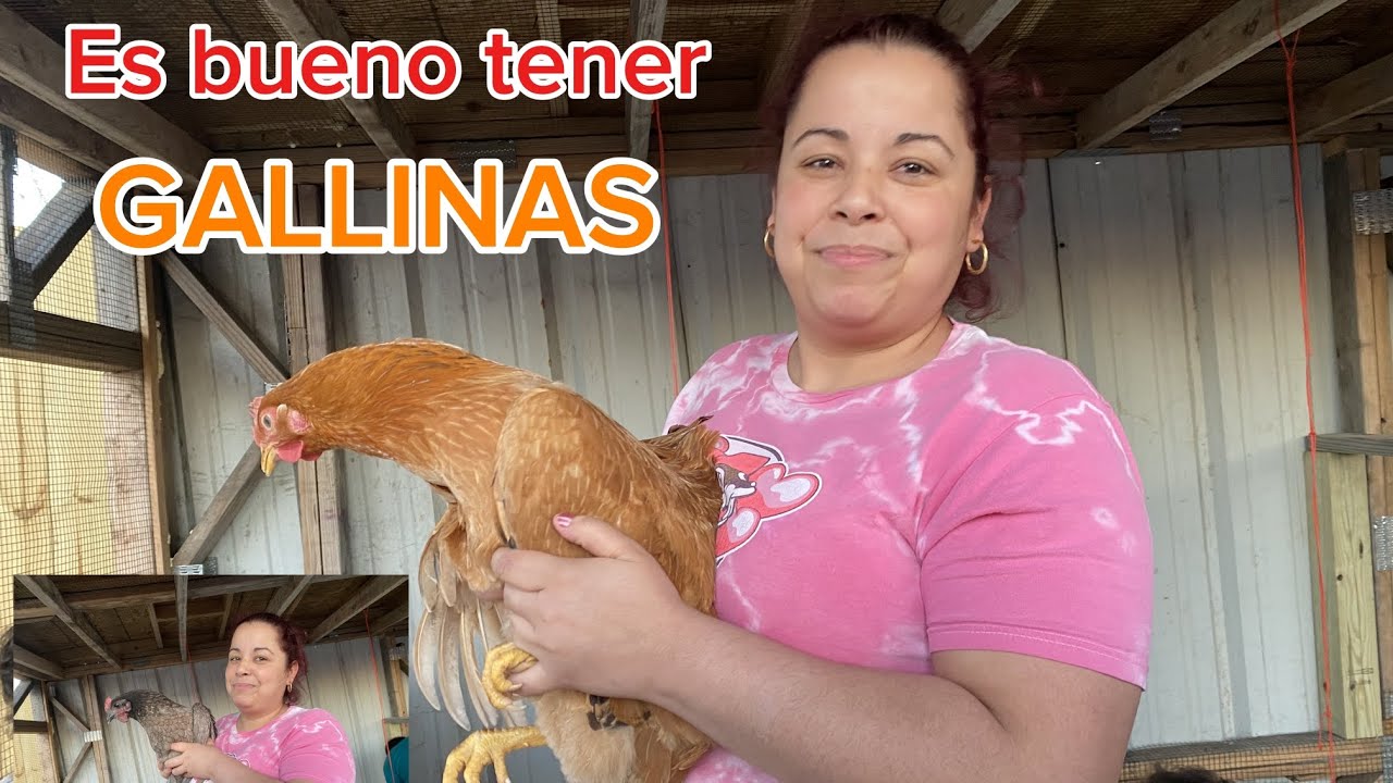 Mañana,mercado y GALLINAS mi dia 