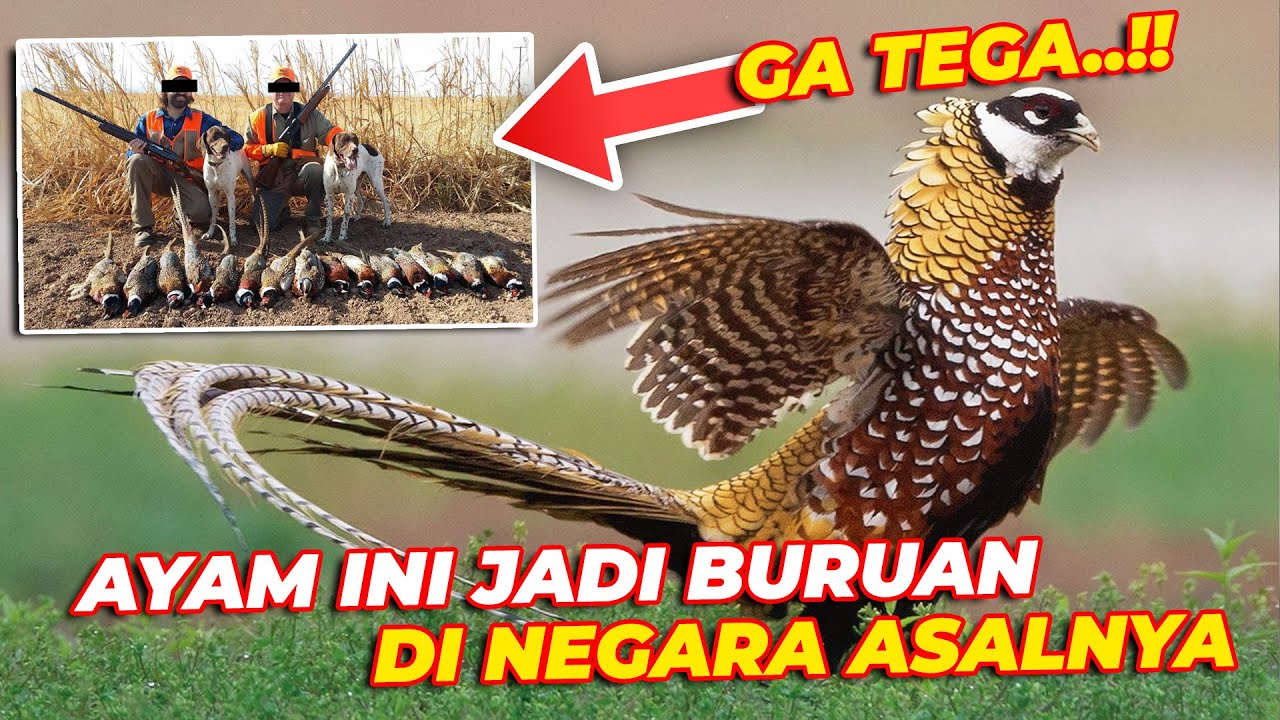 AYAM HUTAN INI JADI OBJEK BURUAN DI NEGARA ASALNYA 😱😱