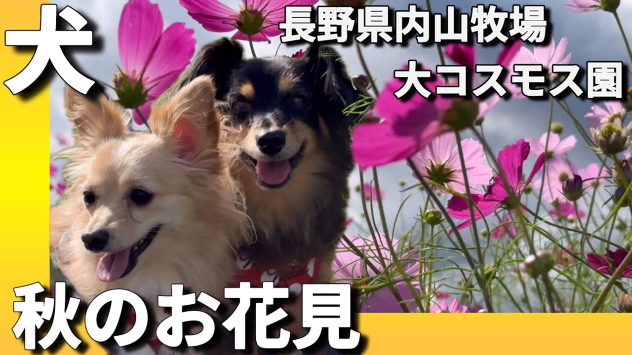 長野県内山峠内山牧場大コスモス園/秋のお花見【チワックスるなときなこ】