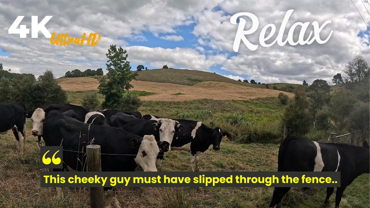 Summer Farming POV: Moving Cows and Setting Electric Fences