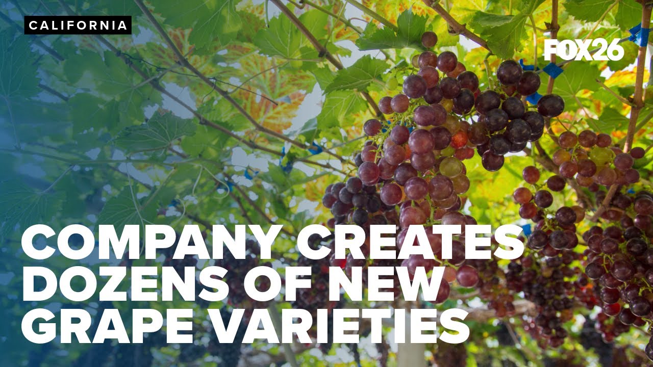 From test tubes to vineyards: Inside Bloom Fresh's cutting-edge grape breeding program