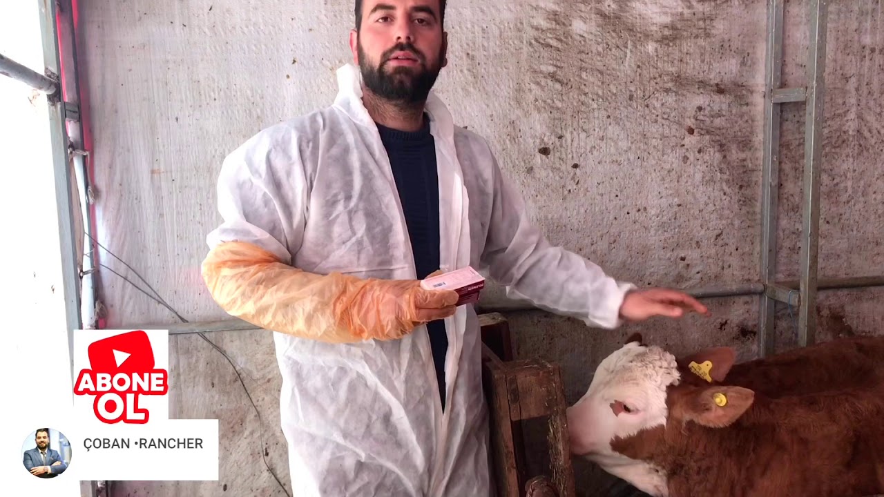 İNEKLERDE ,BUZAĞILARDA PARAZİTİN ÇÖZÜMÜ- MUHTEŞEM ANLATIM SAKIN KAÇIRMA !!!🤗👍