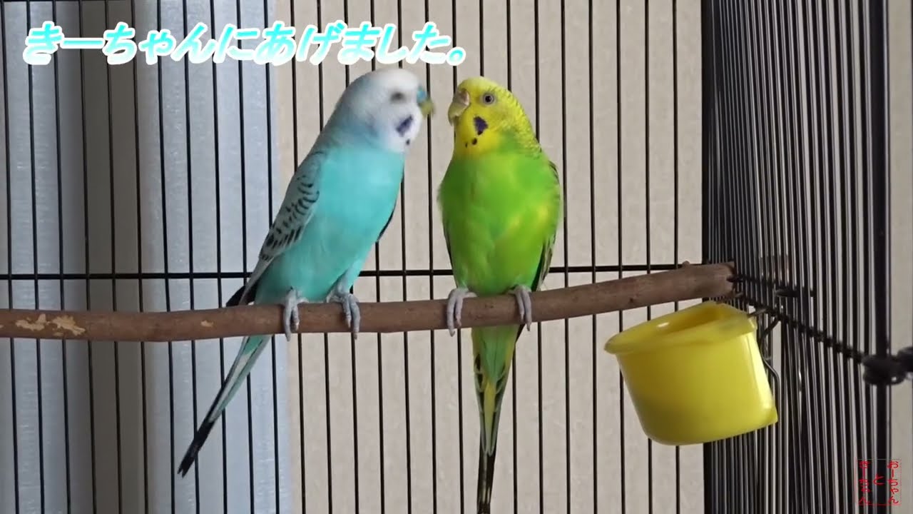我が家のインコ　おーちゃんときーちゃん(180)　カルシウムを補給するインコ。