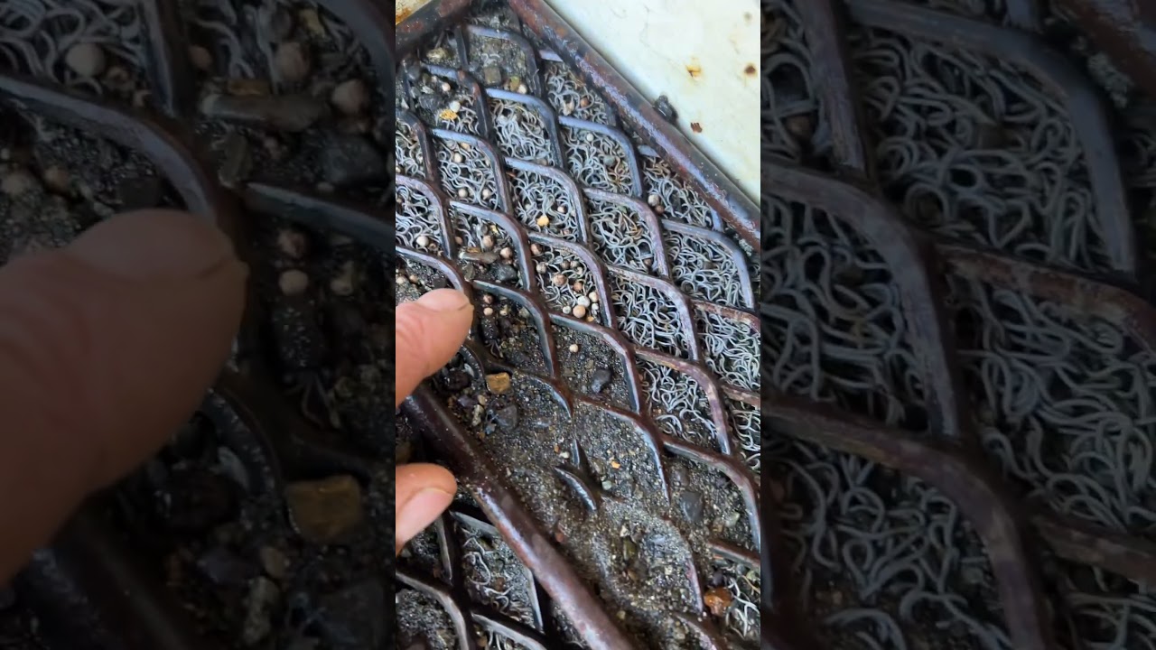 Ghost Town Gold and Sluice Box Finds #goldmining #placermining #gold #history #treasure