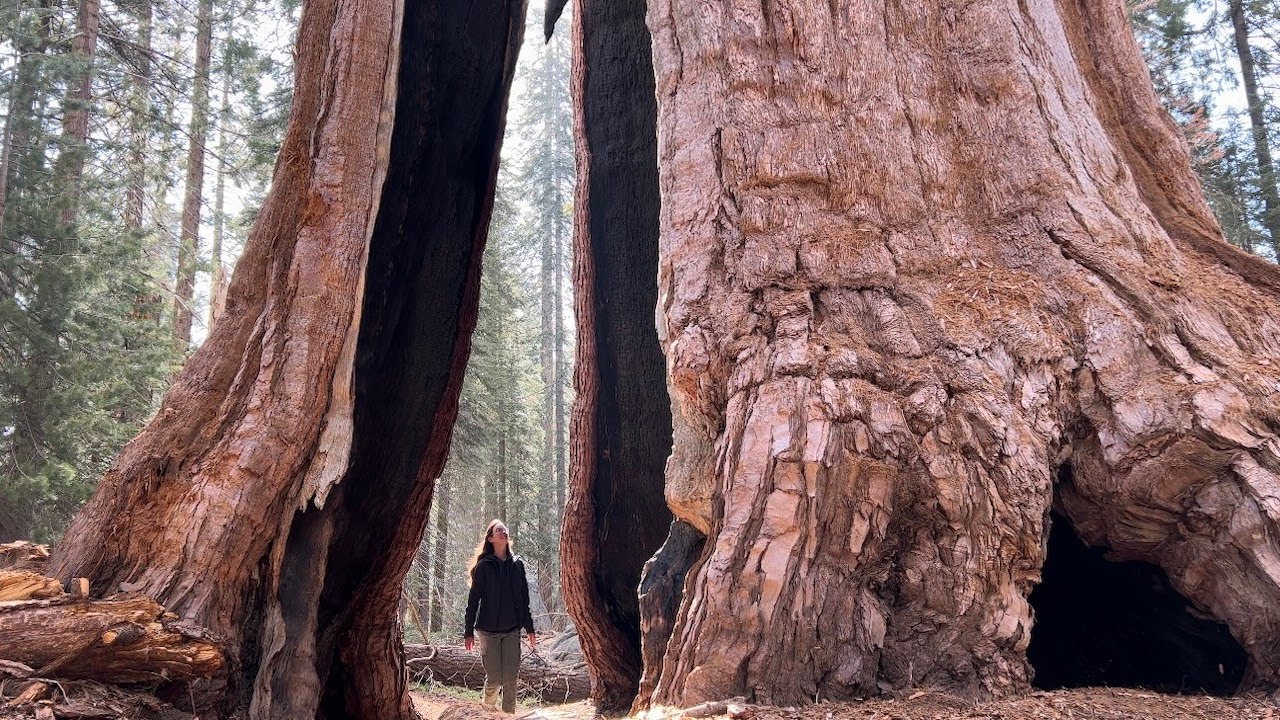 Walking through 2,000 Year Old TREES: Sequoia National Park