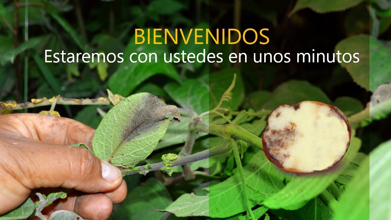Evento | Phytophthora infestans: Situación actual en el Perú