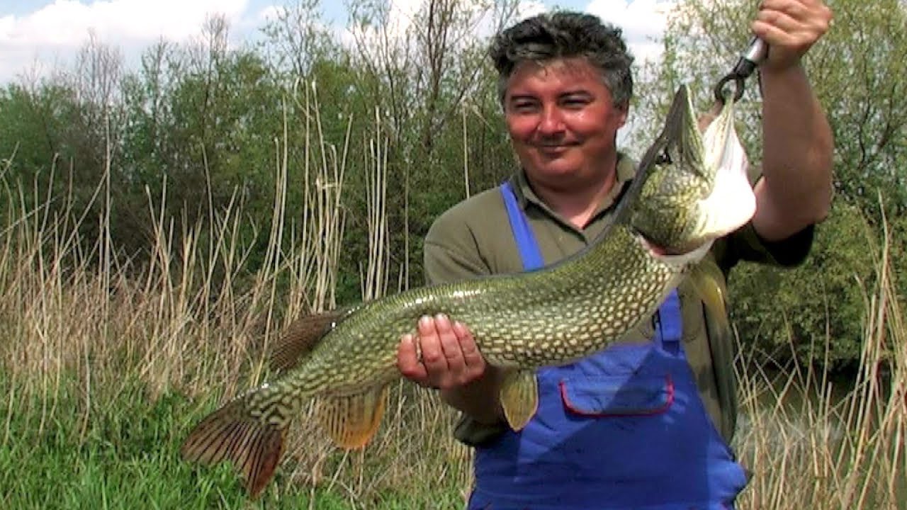 Jezero Joca - Početak | Dubinsko pecanje štuke, soma, šarana | Fishing big pike