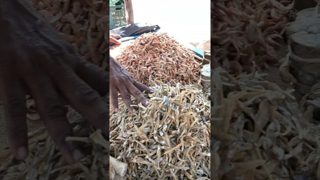 #shorts |dry fish market|baapatla beach |sea fish