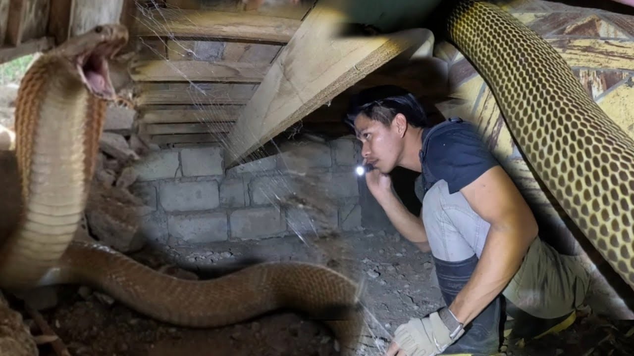 WALA NA SILANG NAGAWA NANG PUGARAN NG MGA COBRA 
