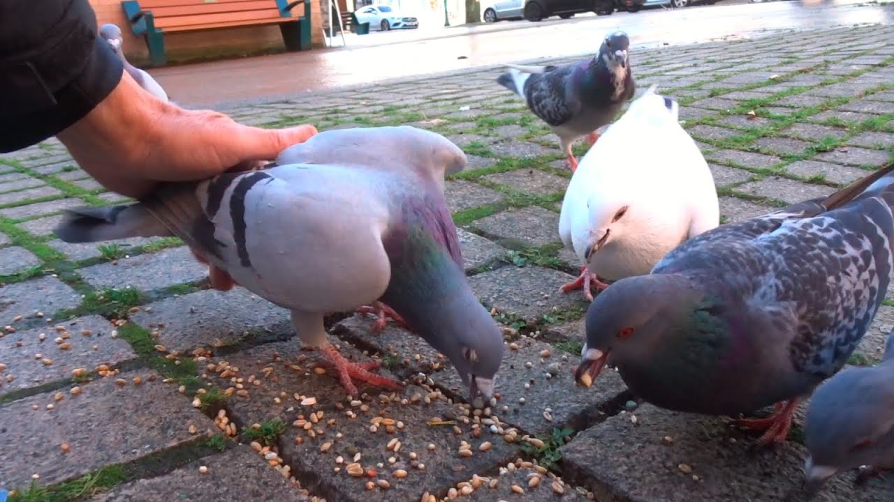 Proper Pigeon Progress