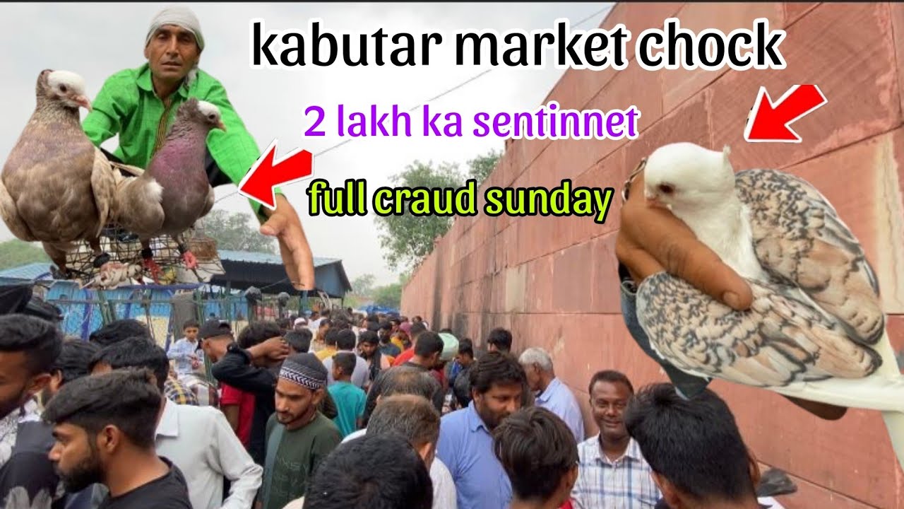 Jama masjid kabutar market chock 27 kabutar 200 rupey pr  k. Itne saste kabutar Delhi pigeon lover