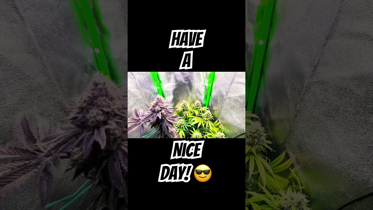 Rainbow Runtz & Cali Sour Diesel #cannabiseducation #seeds #cali #grow #420