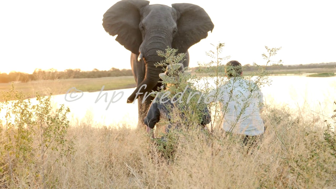 Elephant attack in Manyeleti Game Reserve 2019