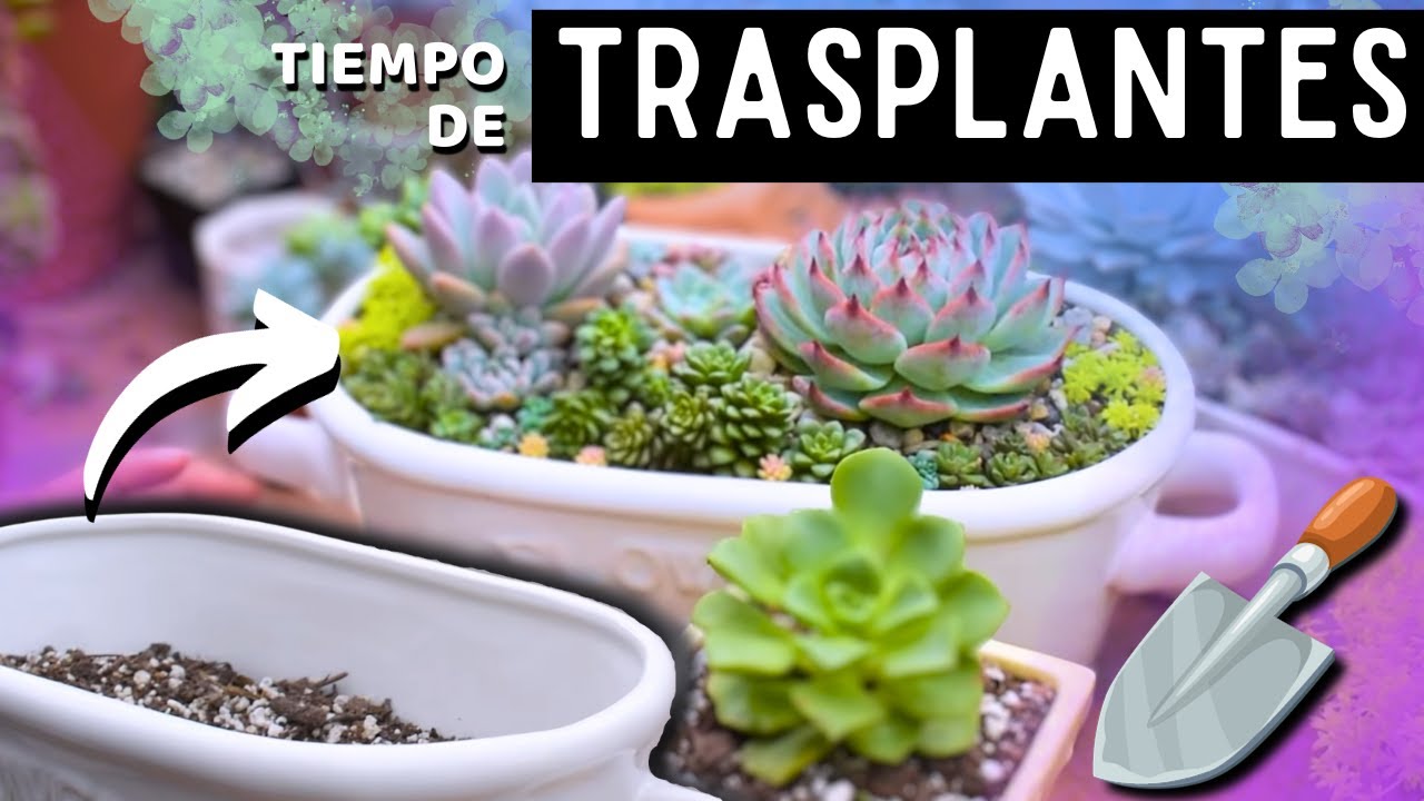 CORTANDO Y TRASPLANTANDO SUCULENTAS LLENAS DE COLOR🌱REPRODUCE TUS SUCULENTAS ASÍ💚