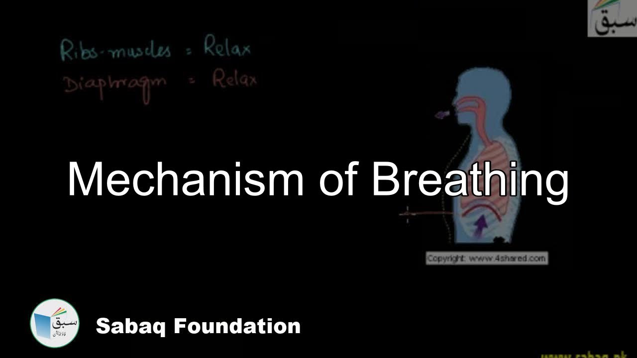 The Mechanism of Breathing, Biology Lecture | Sabaq.pk