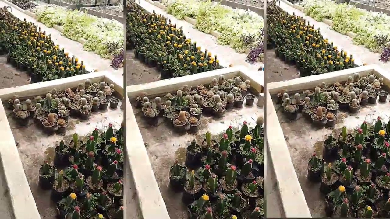 Cactus Farm