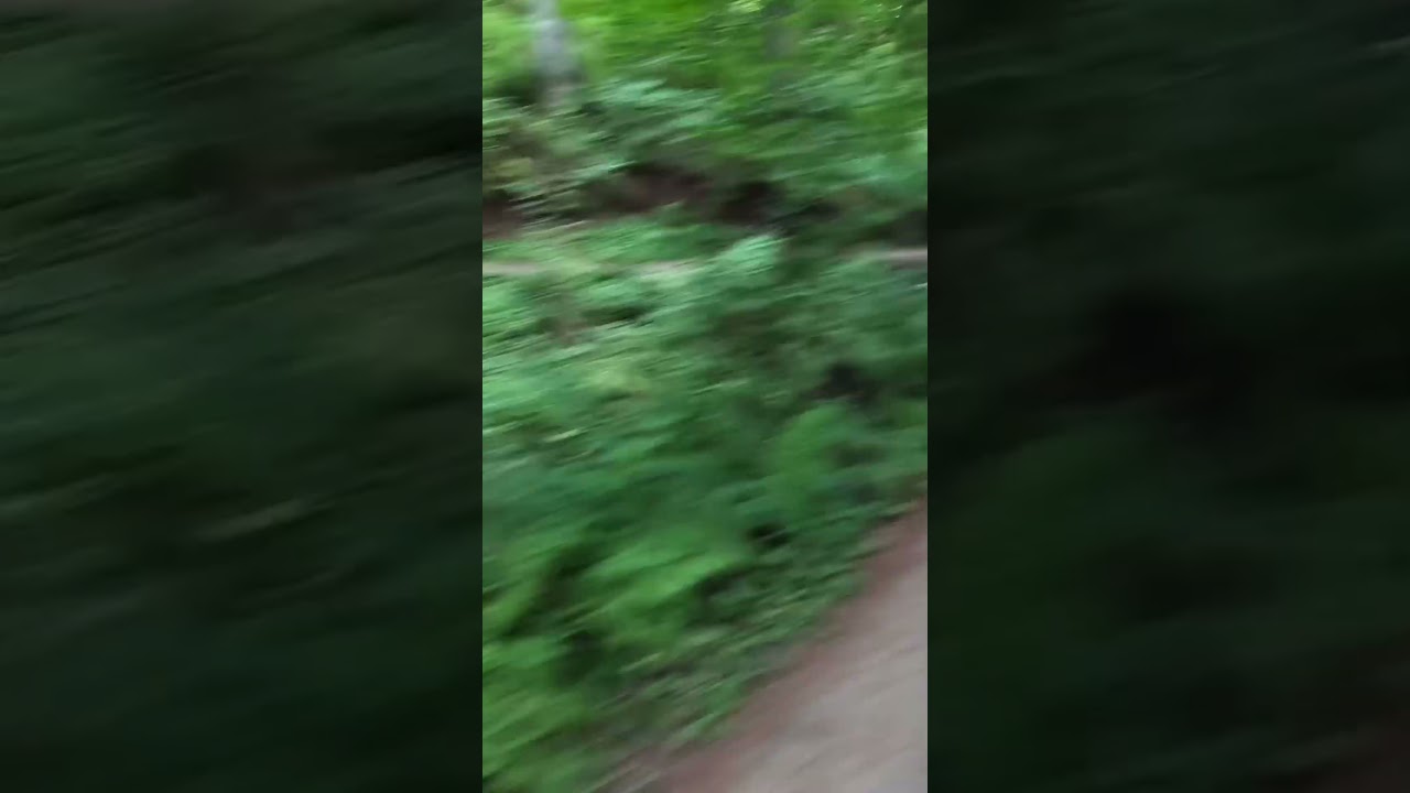 Easy run on the wildwood trail #running #oregon #wildwood #coros  @COROSGlobal