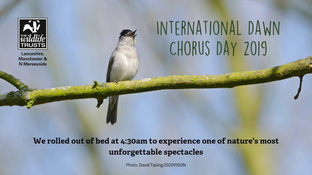 International Dawn Chorus Day 2019
