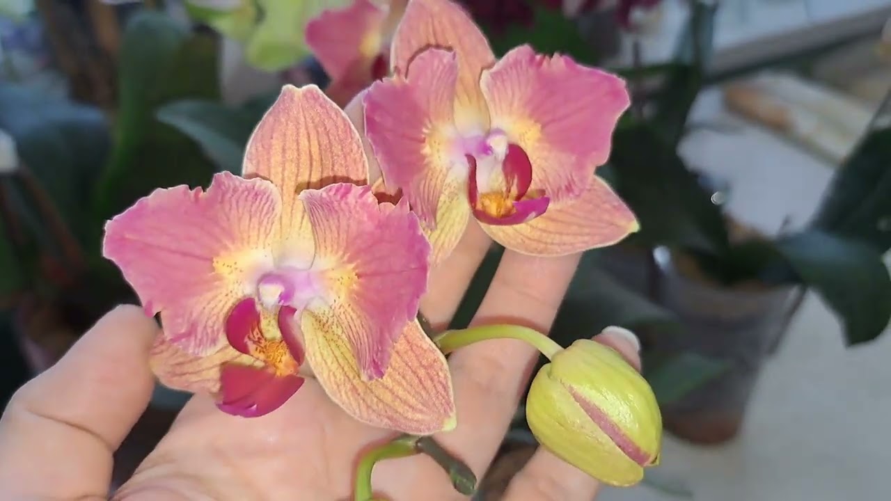 ЦВЕТЕНИЕ моих орхидеечек.🌺🌺🌺🌺🌺