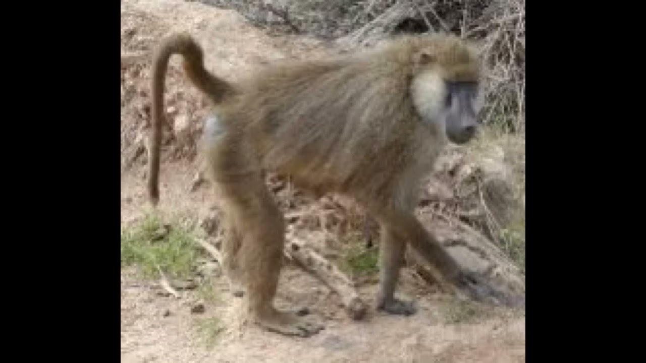 Yellow Baboon Sound Effects 🐒 🔊
