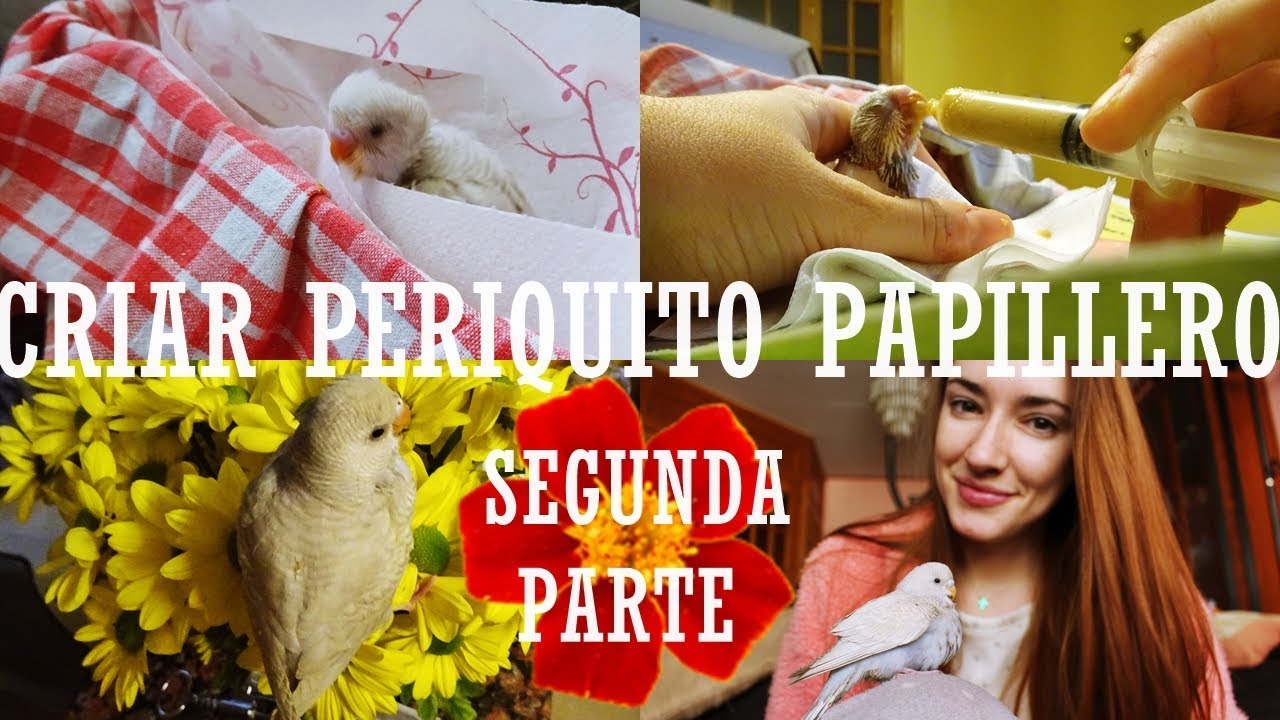 LA HISTORIA DE DAISY | 2ª PARTE | PERIQUITO PAPILLERO