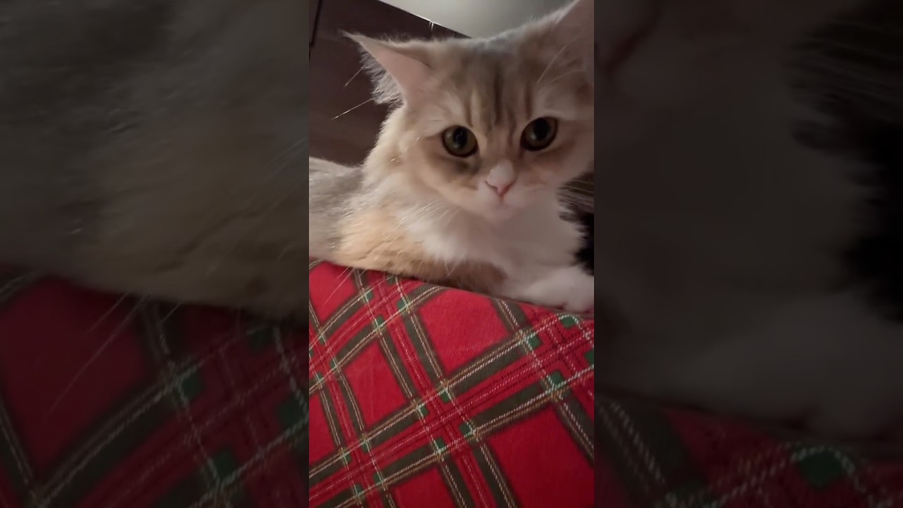 С наступающим ❤️#shanttikk #cat #youtube #kitten #сновымгодом #2026