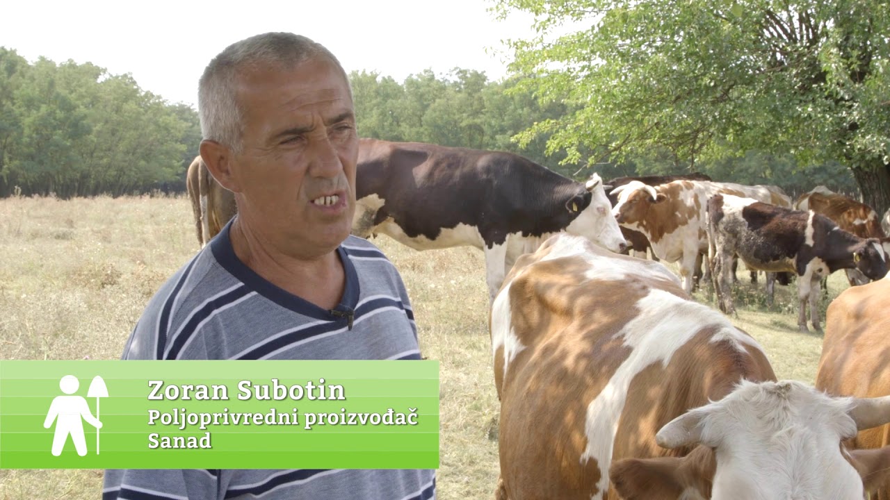 Domaćine kako radiš 29.10.2018. - Mlečno govedarstvo, Stubline/Sanad