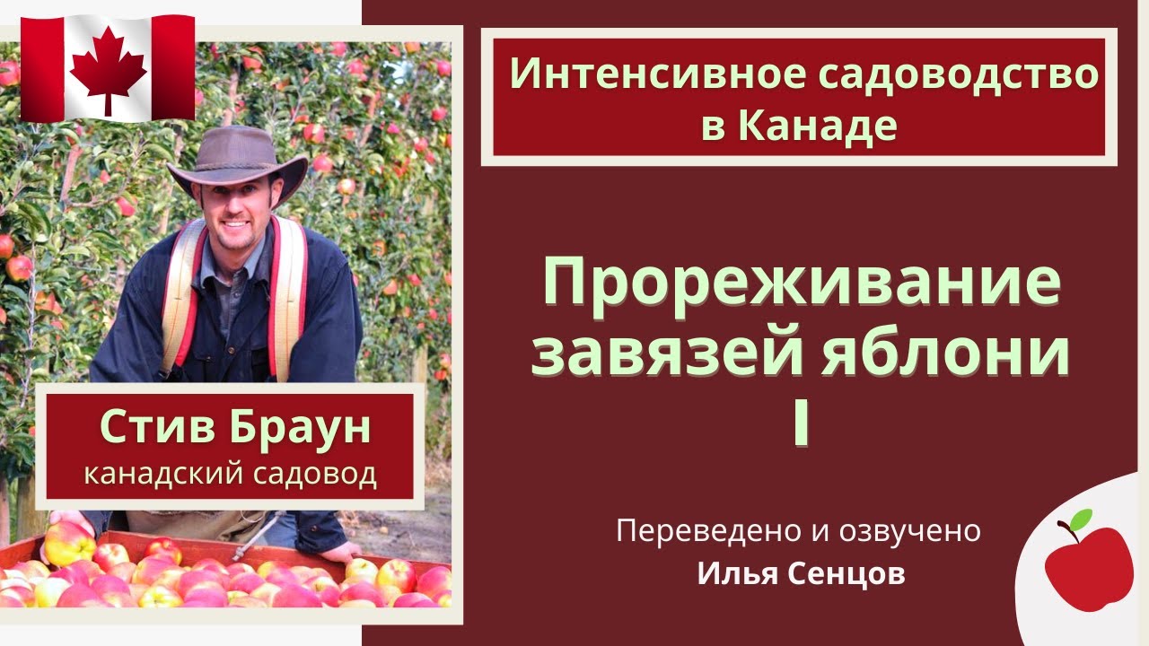 Как прореживать завязи в интенсивном саду? Часть 1 (Канада)