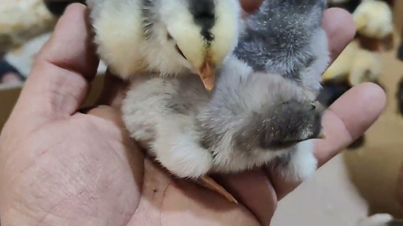 مفاقس ابو يوسف الطائي07512544651🐓07756318363