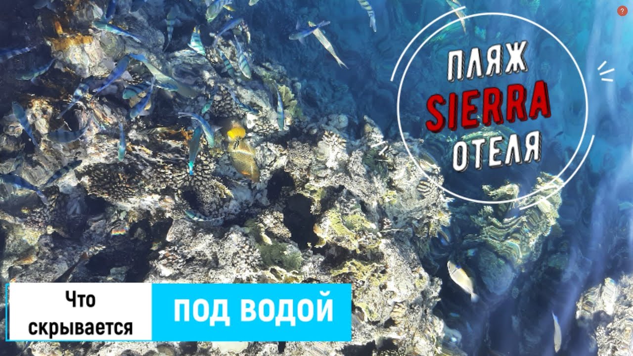 Пляж отеля Sierra Sharm Resort. Дорога и то, что скрывается на дне любимого курорта