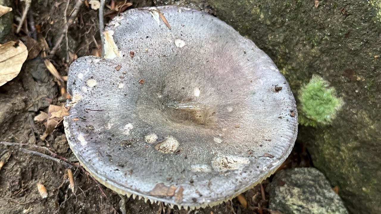 4K Russula variata Mushroom Identification