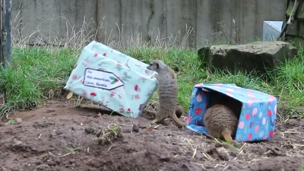 Our meerkats jump head first into their festive gifts at Belfast Zoo!